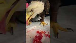 Eagle fell into mud and was rescued by a man eagle rescueeagle short [upl. by Alesi]