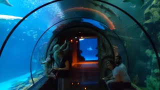 Shark Reef Aquarium at Mandalay Bay Las Vegas Nevada [upl. by Candie301]