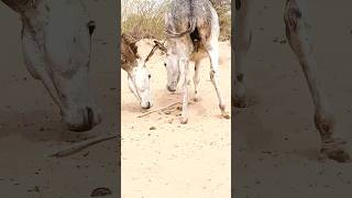 donkey big funnyanimal shortsfeed [upl. by Netty]