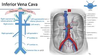 Inferior Vena Cava  M1 Duodenum Pancreas and Abdominal Aorta [upl. by Colman]