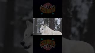 Lobos Blancos Aullando [upl. by Airdnek]