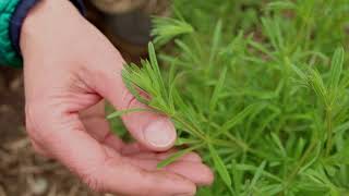 Cleavers Plant Identification – Herbal Walk Series [upl. by Ydnyl130]