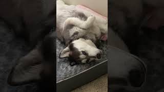 Husky Peacefully Relaxes on His Back  1504870 [upl. by Slifka862]