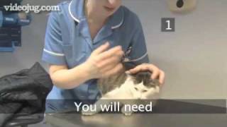 How To Give Your Cat Ear Drops [upl. by Htor]