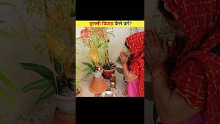 तुलसी विवाह कैसे करेंHow to do Tulsi Vivah। tulsi vivah kaise kare😱😱 shorts tulsivivah viral [upl. by Ylehsa]