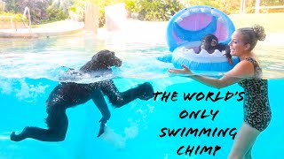 The WORLD’S ONLY swimming CHIMP [upl. by Romelda491]