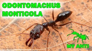 Odontomachus monticola МуравейКапканчик [upl. by Enimzaj140]