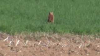 200 Yard Woodchuck Kill with the 22250 [upl. by Bernita]