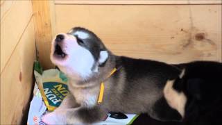 Alaskan Malamute puppy howling 15 day old [upl. by Oetsira255]