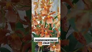 Orquidário Monte Negro  Oncidium Catatante [upl. by Eenwat189]