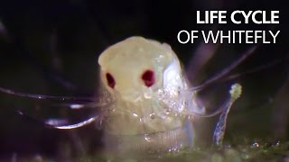 Life cycle of whitefly [upl. by Creedon]