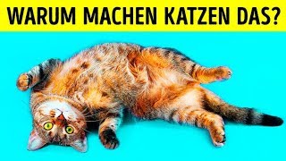 Warum Katzen sich auf ihren Rücken legen wenn sie dich sehen [upl. by Okoy]