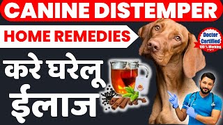 Canine Distemper Home Remedies  Last Stage Symptoms  Treatment At Home  Recovery  In Hindi [upl. by Eelek]