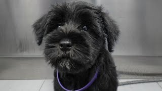 Sweet Miniature Schnauzer puppy gets her first spa day [upl. by Neleb522]