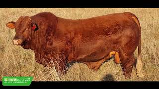 Bailey Hart Rushmere Beefmaster Bull Sale [upl. by Nnaylrebmik]