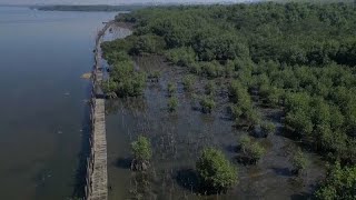 Brazilian landfill restored to mangroves [upl. by Morita]