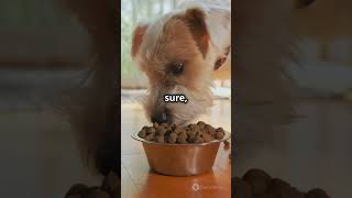 Can dogs eat bacon doglover pets newvideo [upl. by Feliks]