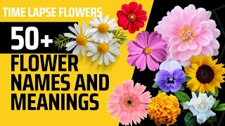 Flower names and meanings TIMELAPSE flowers  MOODY BLOOMS [upl. by Ycaj]