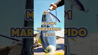 Topwater strike Rapido 1 sydneykingfish kingfish hiramasa [upl. by Obeng]