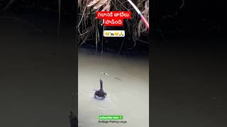 FIRST TIME గలానికి తాబేలు పాడింది🐢😱fishing fish villagevlog tortoise fishing tips ytshorts [upl. by Ellard822]