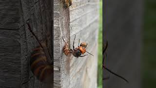 Super Brave Honeybee Fights Off Giant Hornet from the Hive [upl. by Ainwat]