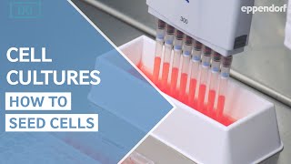 How to seed cells correctly Cell Culture Do´s and Don´ts Part 1 [upl. by Nosa856]