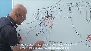 Pterygopalatine Fossa  Neuroanatomy [upl. by Yhtorod]