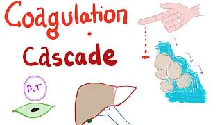 The Coagulation Cascade  Intrinsic amp Extrinsic Most COMPREHENSIVE Explanation  Hematology [upl. by Yelrebma]