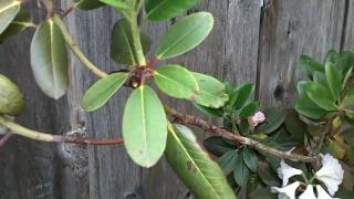 Grooming Rhododendrons [upl. by Halyak]