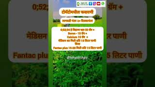 टोमॅटो फवारणी 5 व 6 tomatospray 5 amp 6 ytshortsindia sahyadriagro agriculture ytshort tomato [upl. by Initirb234]