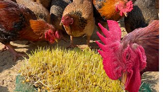 Chicken Farm  How to grow corn sprouts in the sand to make chicken food [upl. by Eido]