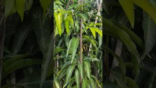 Kesar mango plant sweet 🥭 🌳  plants  garden [upl. by Loveridge]