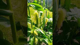 Growning sweet corn 🌽 plants agriculture plantbased garden gardening shorts sweetcorn tips [upl. by Niar926]