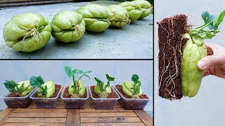 How to propagate chayote from fruit bought at the supermarket [upl. by Allison]