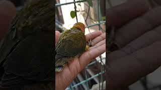 ❤️Bird Baby  Ahils Birds House  lovebirds birds pets animal shortvideo video video [upl. by Tansey]