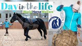 Horse Rehoming Centre Day in the life at World Horse Welfare  This Esme [upl. by Aidahs]