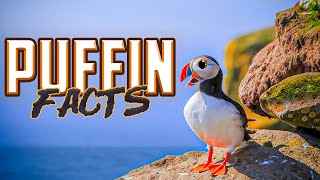 Puffin Facts [upl. by Romito]