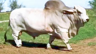 Huge Grey Brahman bulls coming out of trailers and going to meet the cows  JD Hudgins Ranch [upl. by Eryt]