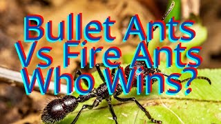 Bullet Ants Vs Fire Ants Animal Insect Fight Who Wins Epic Showdown Of Power Vs Numbers [upl. by Nahpets184]