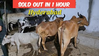 sabse saste bade janwar in Hyderabad shastripuram Haris bhai  Desi bulls in Hyderabad [upl. by Alana186]