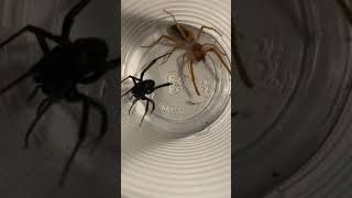 Camal Spider Vs Black Widow [upl. by Lusty948]