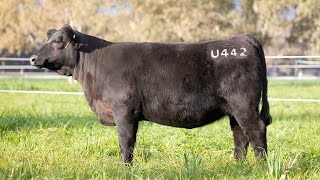 Ascot Cattle LOT 168 [upl. by Haikezeh]