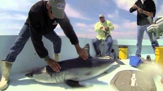 Mako Shark Tagging [upl. by Youngman478]