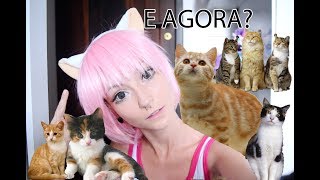 O que fazer com gatinhos abandonados 😱 [upl. by Thynne]