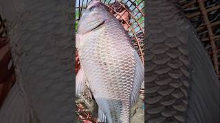 Asian Country Fishing shorts  Amazing Rural Fishing Video 🐟 Best Asian Fishing Technique shorts [upl. by Nnahs]