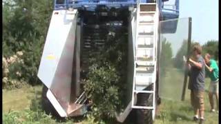 Cherry Harvesting with a Korvan 7420 Blueberry Harvester [upl. by Amahs]