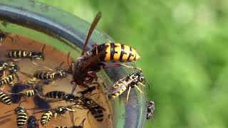 Trapping Wasps Hornets and Yellow Jackets Best Bait Mixture and lure Protecting Honey Bees [upl. by Htebirol]