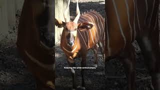 One of world’s rarest animals born at UK zoo [upl. by Rowena]