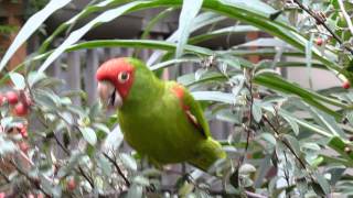 Parrots of Telegraph Hill in San Francisco [upl. by Trilbee585]