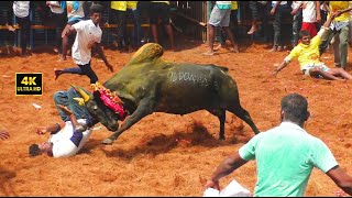 Jallikattu 2024  ஜல்லிக்கட்டில் காளைகளின் கொலைவெறி ஆட்டம் [upl. by Keegan]